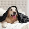 BEDELITE Fleece Blanket Black Throw Blankets for Couch & Bed, Luxury Plush Cozy Fuzzy Blanket 50x60 inches, Super Soft Warm Lightweight Throw Blanket for Travel Camping - Image 7